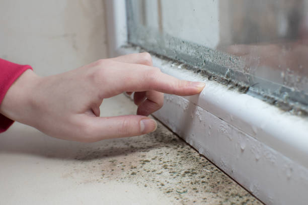 Best Water Damage & Mold Remediation  in Dumont, NJ